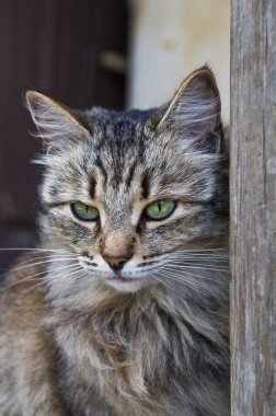 Yeşil gözlü tekir kedi