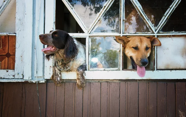 Esperando al propietario ! — Foto de Stock