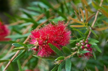 Callistemon Rigidus veya kırmızı Bottlebrush