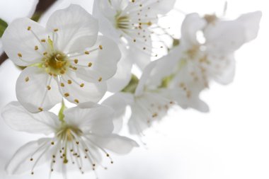 Kiraz çiçeği beyaz