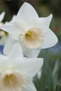 Kiraz çiçeği beyaz