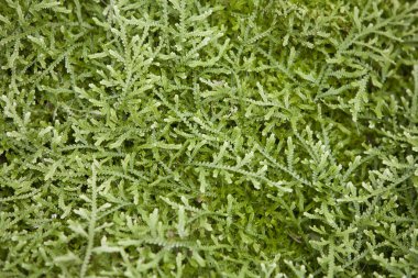 Selaginella yılan. Barcelona'da bir parkta bitki.