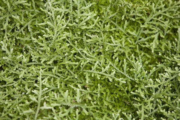 Selaginella serpens. plantera i en park i Barcelona. — Stockfoto