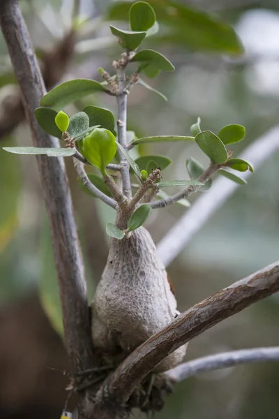 hydnophytum formicarum. Asian plant