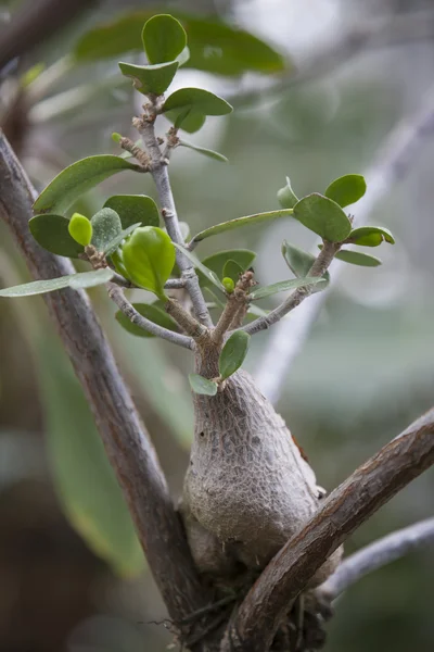 hydnophytum formicarum. Asian plant