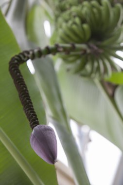 muz bitki bir parkta