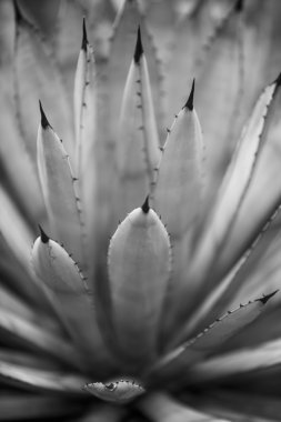 Agave macroacantha, bitki Barcelona'da bir parkta.
