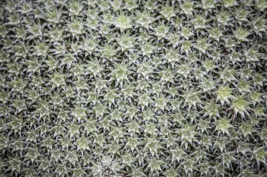 gri yeşil etli bitki