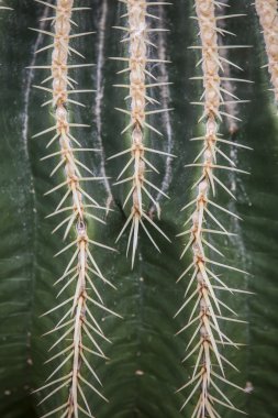 dikenli bir kaktüs