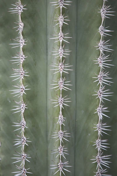 Las espinas del cactus — Foto de Stock
