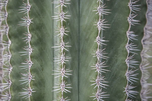 Thorns of a cactus — Stock Photo, Image