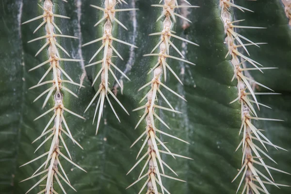 Doornen van een cactus — Stockfoto