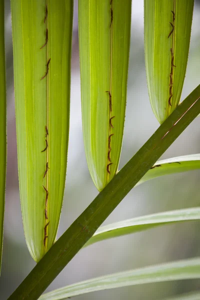 Nypa fruticans. Barcelona'da bir parkta Palm bitki. — Stok fotoğraf