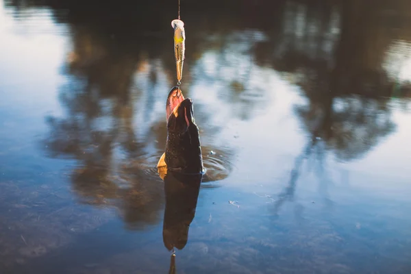 Fish on a hook — Stock Photo, Image