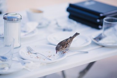 Bir tabak kenarına kuş
