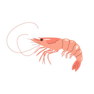 Karides düz vektör çizimi. Kıvrık gövdeli ve antenli deniz kabuklu deniz hayvanı. Düz vektör çizimi beyaz arkaplanda izole edildi.