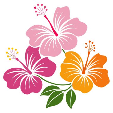 Beyaz arka planda izole edilmiş renkli amber çiçekleri, pembe, turuncu ve morumsu çiçekli tropikal bir çiçek düzeni,