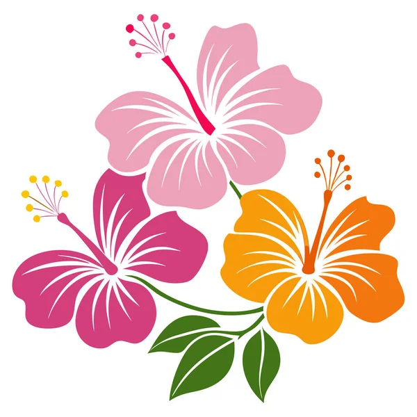 Beyaz arka planda izole edilmiş renkli amber çiçekleri, pembe, turuncu ve morumsu çiçekli tropikal bir çiçek düzeni,