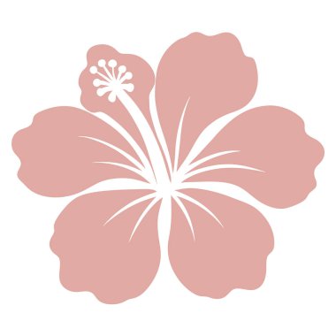 Zarif pembe amber çiçeği çizimi, beyaz erkek organı ve beyaz arkaplanda erkeklik organı.