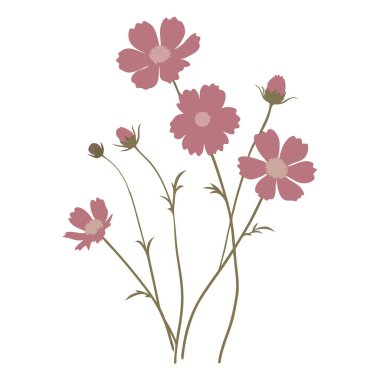 Narin sapları ve tomurcukları beyaz arka planda olan narin pembe kozmos çiçekleri.