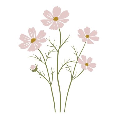 İnce saplı ve beyaz arka planda yeşil yapraklı narin pembe kozmos çiçekleri.