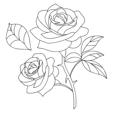 Arka planda yaprakları olan iki gülün narin çizimi.