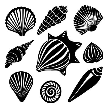 Beyaz arka planda çeşitli deniz kabuklarının siyah ve beyaz çizimlerinin toplanması
