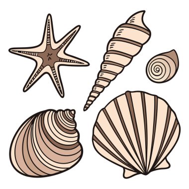 Çeşitli şekil ve boyutlarda el yapımı deniz kabuğu ve deniz yıldızı koleksiyonu