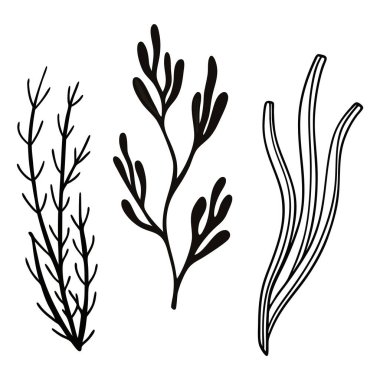Farklı deniz yosunu ve su bitkilerinin üç farklı şekillendirilmiş siyah mürekkep çizimi