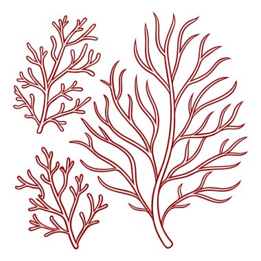 Beyaz zemin üzerinde yalıtılmış kırmızı mercan dallanma yapıları