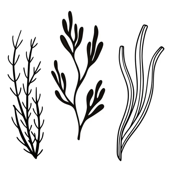 Farklı deniz yosunu ve su bitkilerinin üç farklı şekillendirilmiş siyah mürekkep çizimi
