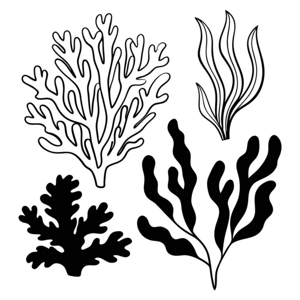 Çeşitli deniz yosunları ve mercanların el yapımı siyah beyaz çizimleri