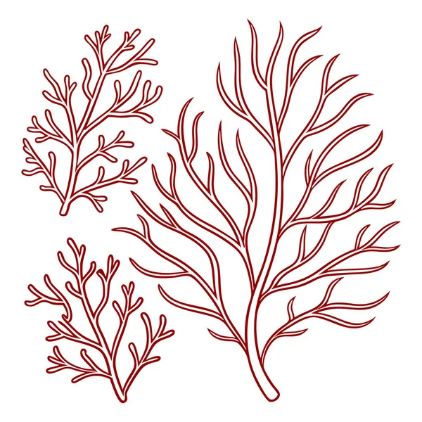 Beyaz zemin üzerinde yalıtılmış kırmızı mercan dallanma yapıları