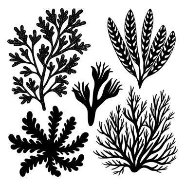 Çeşitli sualtı bitkileri ve yosunlarını tasvir eden ayrıntılı siyah siluet koleksiyonu
