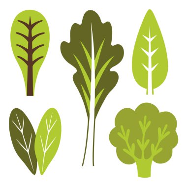 Düz salata yaprakları ve organik yeşillikler, beyaz arka planda bulunan ıspanak marulu ve roka yapraklarının vektör çizimleri.