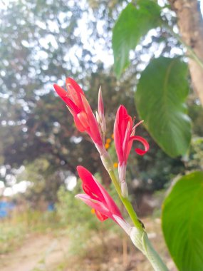 Canlı kırmızı nilüfer çiçekleri bulanık arka planlı güneşli bir tropikal bahçede ince yeşil bir sapta çiçek açarlar..