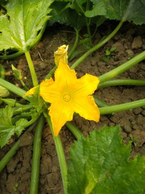 Yeşil bir bitkide açan parlak sarı kabak çiçeği, organik sebze bahçesi, tarım ve tarım büyümesi