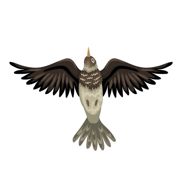Crested lärkor - fågel under flygning, vingar öppna, nedre vy. Vektorisolerat djur. — Stock vektor
