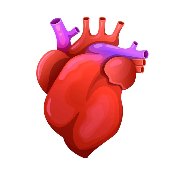 Kırmızı kalp ve orteria. Anatomik olarak gerçekçi bir organ. Vektör illüstrasyonu