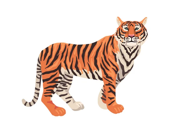 Tigre, animal sur fond blanc. Dessin plat vectoriel. — Image vectorielle