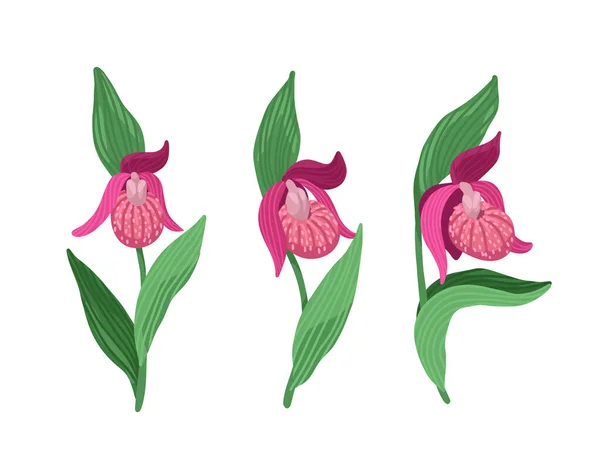 Ladys-chinelo, Cypripedium, Planta rara, flor silvestre florescendo, planta da floresta, desenho plano vetorial —  Vetores de Stock