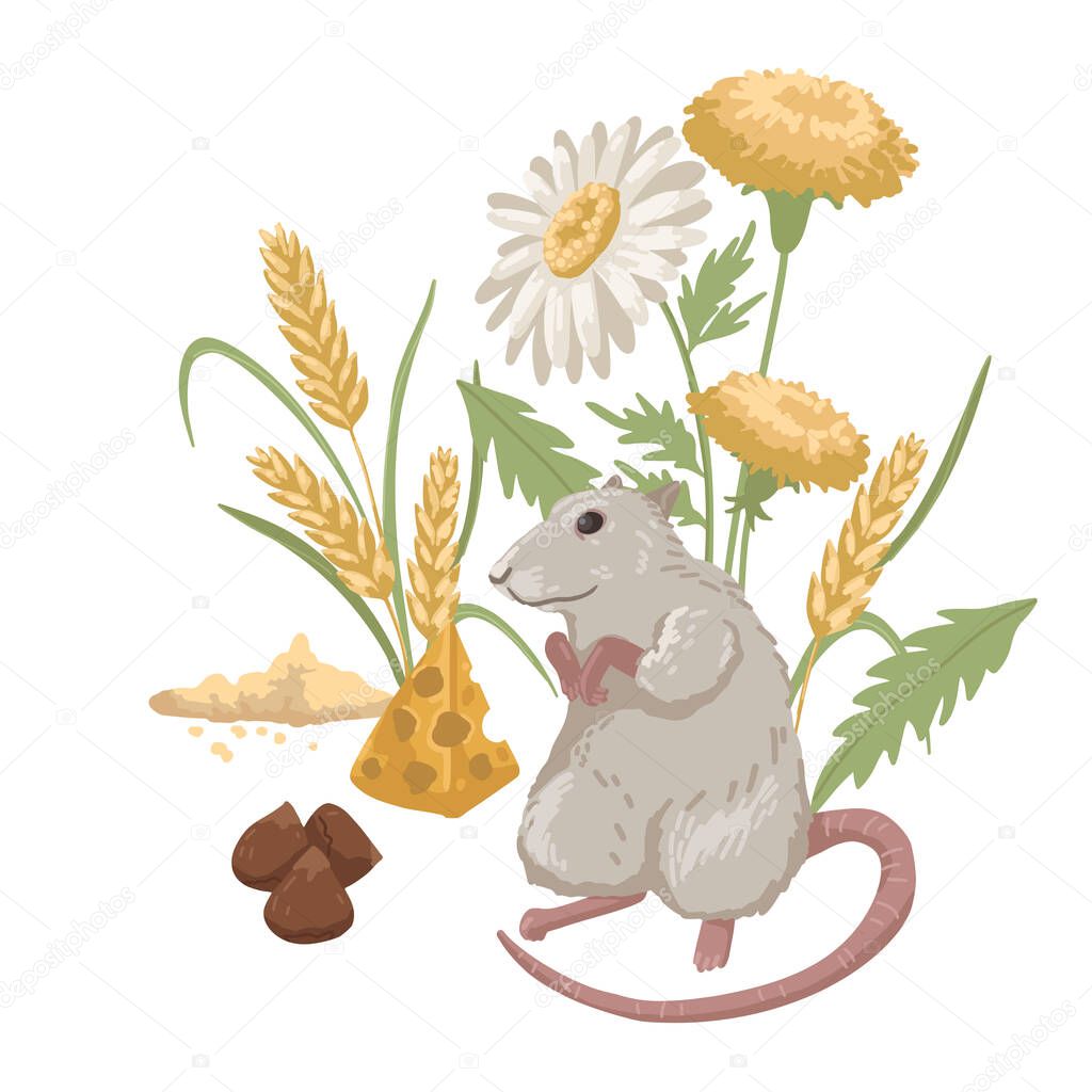 Domestic rat with plants, rodent food, pet, nuts, grain and cheese. Children s illustration. Vector cartoon illustration