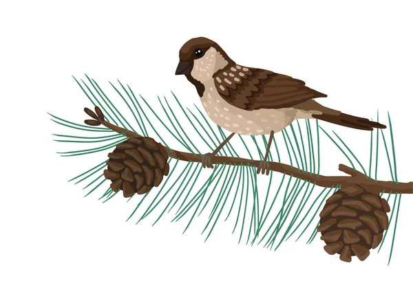 Sparrow, verenvogel, zit aan een brunch dennenboom. Vector tekening cartoon illustratie op witte achtergrond. — Stockvector