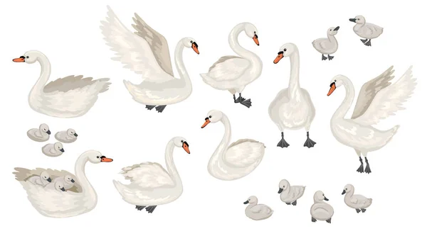 Conjunto de cisnes diferentes. Cachorros y adultos. Lecturas, pájaros flotantes. Ilustración plana del vector. — Archivo Imágenes Vectoriales