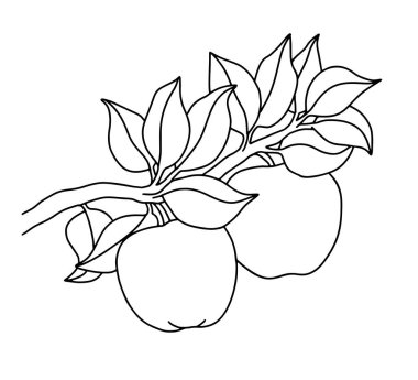 Meyve. Bir dalda büyüyen elmalar. Meyve hasadı. Çocuk boyama için siyah çizgiler. Vektör siyah ve beyaz illüstrasyon