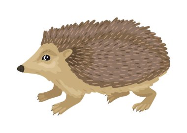 Kirpi. Küçük kahverengi kirpi yavrusu. Beyaz arka planda bir hayvan. Vektör karakteri, çizgi film stili illüstrasyonu