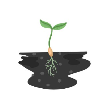 Seedling, bir bitkinin tohumu, kökleri ve iki yeşil yaprak. Vektör çizimi