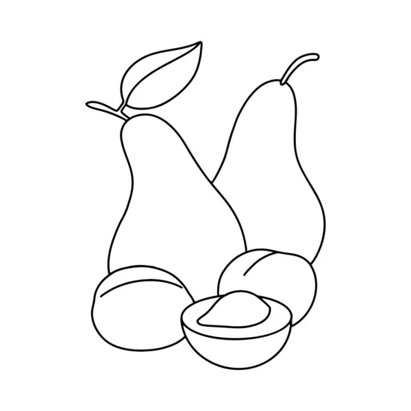 Pere e albicocche. Raccogli frutta. Disegno vettoriale in bianco e nero. Colorazione da bambini, oggetti per disegnare — Vettoriale Stock