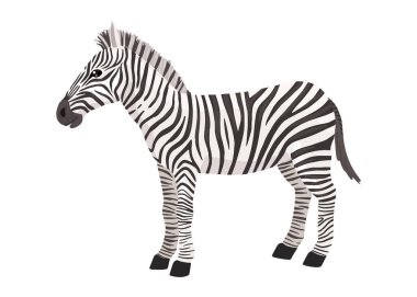 Zebra, çizgili at, Afrika savanı hayvanı, çizgili deri. Vahşi hayvan, sevimli karakter, çizgi film vektörü çizimi.