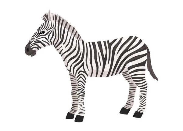 Zebra, çizgili at, Afrika savanı hayvanı, çizgili deri. Vahşi hayvan, sevimli karakter, çizgi film vektörü çizimi.